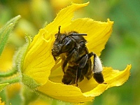 klik voor een vergroting