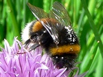 3 juni 2010, op bieslook