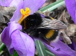 15 maart 2009, slapend in crocusbloem