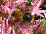 16 juli 2008, op sedum