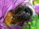 3 juni 2010, op bieslook