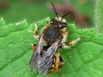 7 juli 2010, op bosandoorn