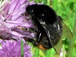 3 juni 2010, op bieslook