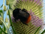 30 juli 2008, op kaardenbol