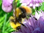 3 juni 2010, op bieslook