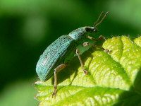 klik voor een vergroting