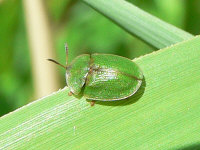 klik voor een vergroting