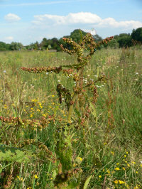 klik voor een vergroting