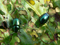 klik voor een vergroting