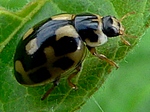 20 mei 2009