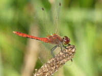 klik vvoor vergroting