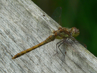 klik voor een vergroting