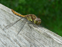 klik voor een vergroting