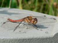 klik voor een vergroting