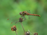 klik voor een vergroting