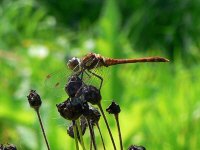 klik voor een vergroting