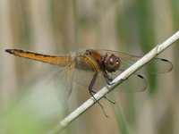 klik voor een vergroting