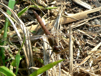 klik voor een vergroting