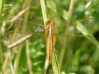 klik voor een vergroting