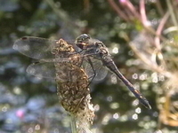 klik voor een vergroting