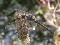 klik voor een vergroting