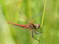 klik voor een vergroting