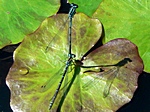 azuurwaterjuffers, eiafzettend tandem, 11 mei