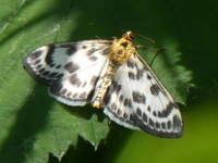 klik voor vergroting