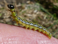 klik voor vergroting