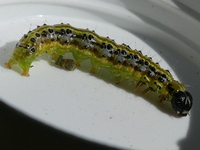 klik voor vergroting