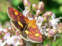 klik voor een vergroting