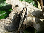 insectenheuvel, 1 april 2009