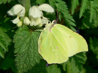 klik voor een vergroting