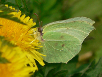 klik voor een vergroting