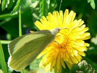 klik voor een vergroting