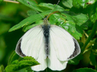 kli voor een vergroting