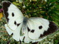 klik voor een vergroting