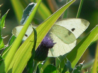 klik voor een vergroting