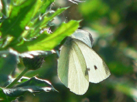 klik voor een vergroting