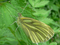 klik voor een vergroting