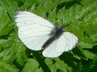 klik voor een vergroting