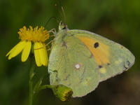 klik voor een vergroting