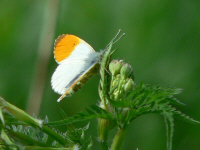 klik voor een vergroting