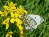 klik voor een vergroting