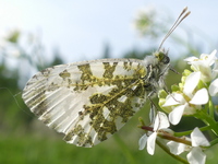 klik voor een vergroting