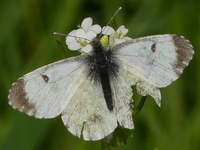 klik voor een vergroting