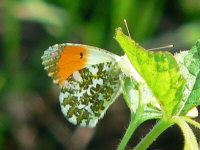 klik voor een vergroting