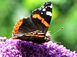 15 juli 2009, op vlinderstruik