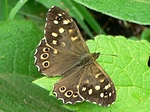 8 juli 2009