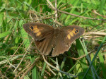 30 juli 2008, in het gras